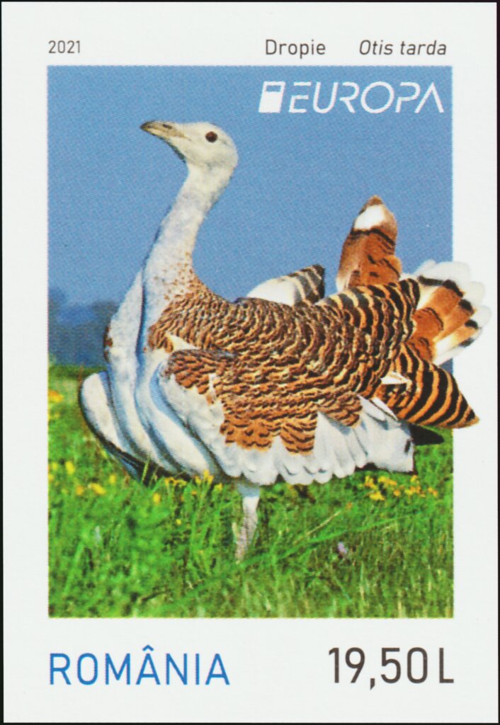 Great Bustard (Otis tarda)