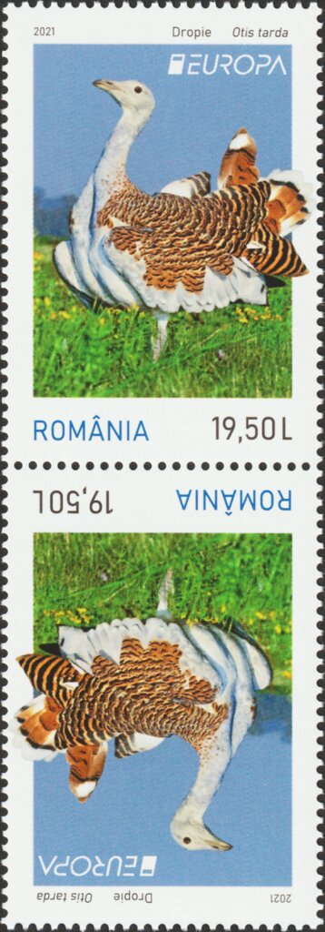 Great Bustard (Otis tarda)