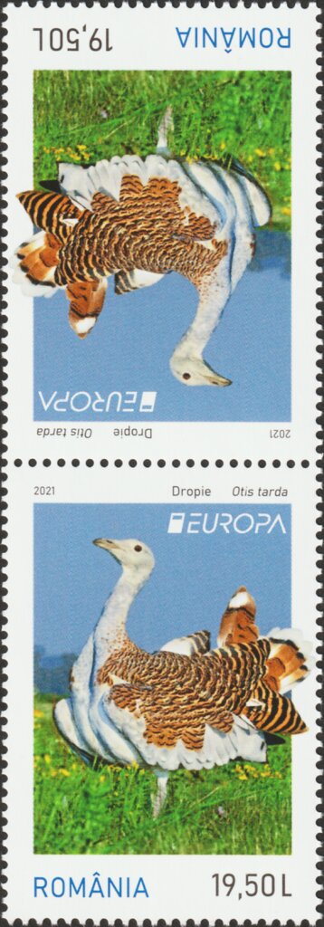 Great Bustard (Otis tarda)