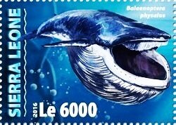 Balaenoptera physalus