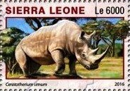 Ceratotherium simum