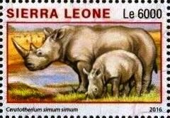 Ceratotherium simum simum