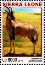 Damaliscus lunatus jimela