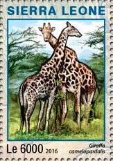 Giraffa camelopardalis