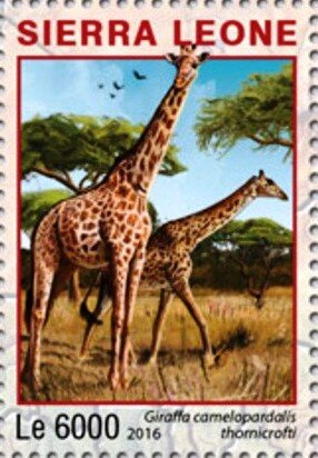 Giraffa camelopardalis thornicrofti