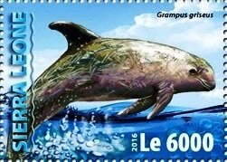 Grampus griseus