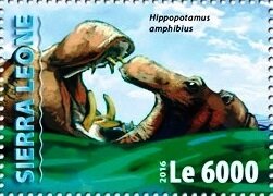 Hippopotamus amphibius