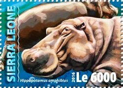 Hippopotamus amphibius