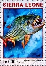 Hydrocynus vittatus