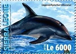 Lagenorhynchus obscurus
