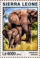 Loxodonta africana