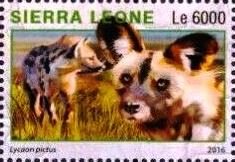 Lycaon pictus