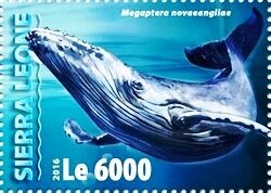 Megaptera novaeangliae