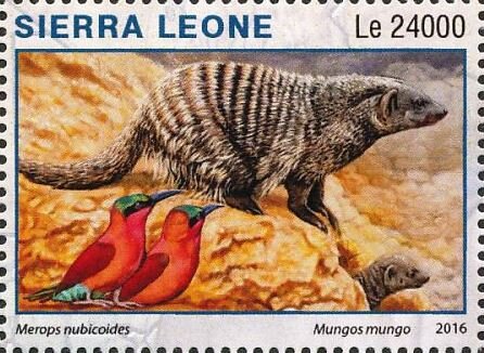 Merops nubicoides, Mungos mungo