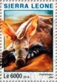 Orycteropus afer
