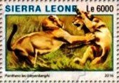 Panther leo bleyenberghi