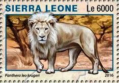 Panthera leo krugeri
