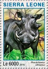 Phacochoerus africanus