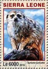 Suricata suricatta