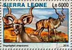 Tragelaphus strepsiceros