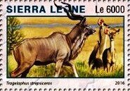 Tragelaphus strepsiceros