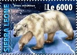 Ursus maritimus