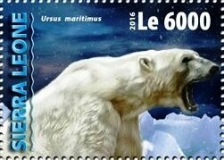 Ursus maritimus