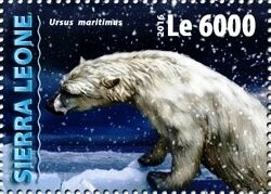 Ursus maritimus
