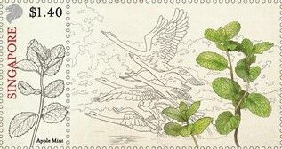 Apple Mint (Mentha suaveolens)