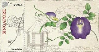 Butterfly Pea (Clitoria ternatea)