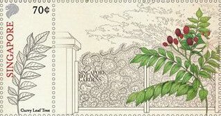 Curry Leaf Tree (Murraya koenigii)