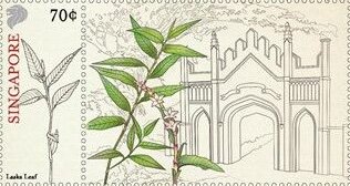 Laksa Leaf (Persicaria odorata)