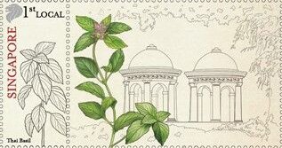 Thai Basil (Ocimum basilicum var. thyrsiflora)