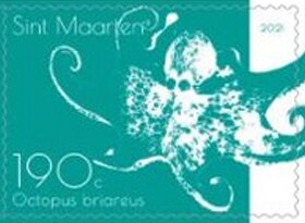 Caribbean Reef Octopus (Octopus briareus)
