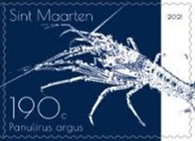 Caribbean Spiny Lobster (Panulirus argus)