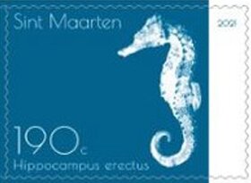 Lined Seahorse (Hippocampus erectus)