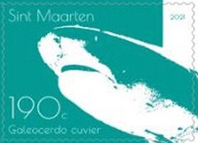 Tiger Shark (Galeocerdo cuvier)