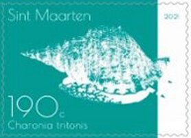 Triton's Trumpet (Charonia tritonis)