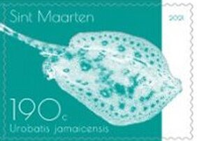 Yellow Stingray (Urobatis jamaicensis)
