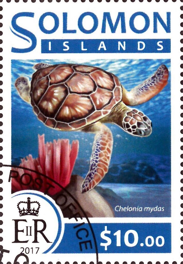 Chelonia mydas
