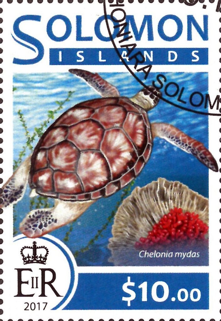 Chelonia mydas