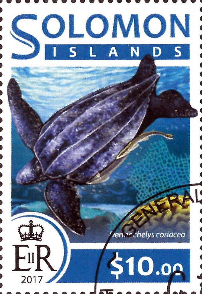 Dermochelys coriacea
