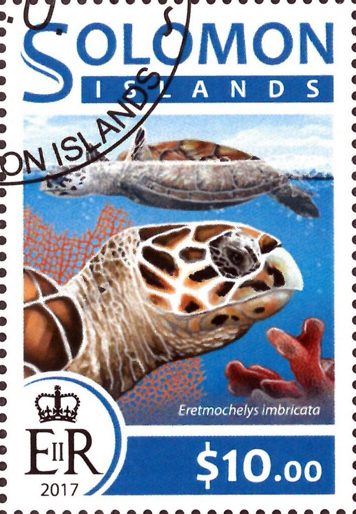 Eretmochelys imbricata