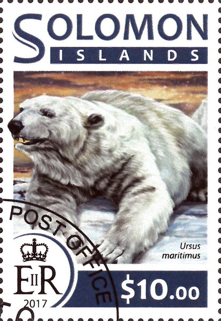 Polar Bear (Ursus maritimus)
