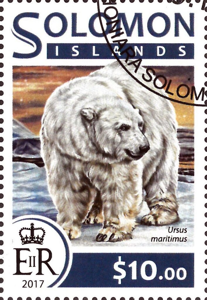 Polar Bear (Ursus maritimus)