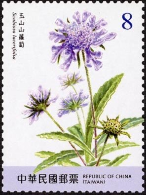 Scabiosa lacerifolia