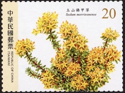 Sedum morrisonense