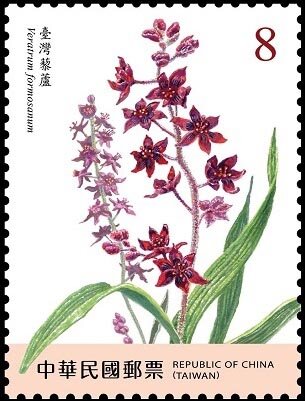 Veratrum formosanum