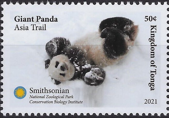 Giant Panda (Ailuropoda melanoleuca)