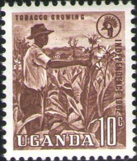 Tobacco growing